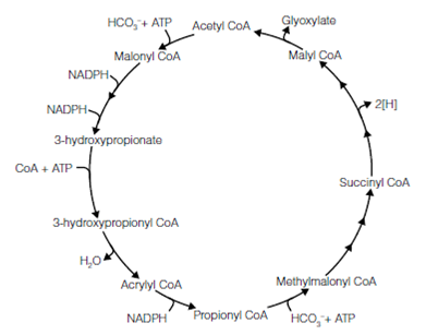 1151_Other light-independent mechanisms for fixing carbon dioxide 1.png